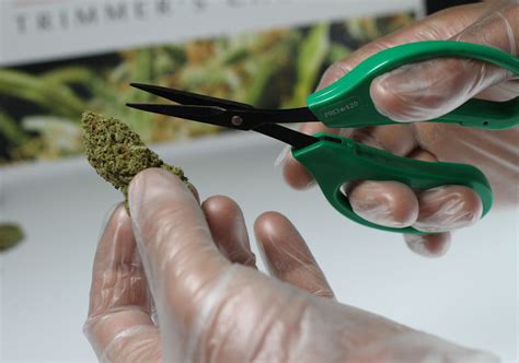I Migliori Rimedi per Trimmare i Tuoi Fiori di Cannabis Legale in Modo Sicuro