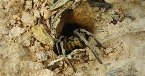 #pet #animal in this video, you will find answers to these questions1 what are some interesting facts about the black widow spider?2 are black widows good. 6 Fast Facts About 3 Freaky Spiders
