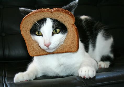 Daisy The Curly Cat Wordless Wednesday Bread Head