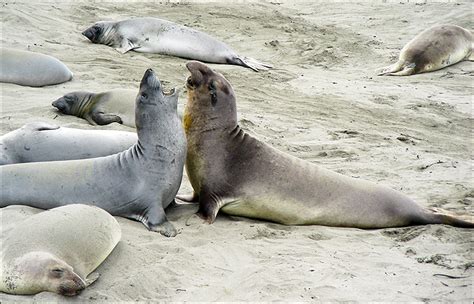 All sea lions have plain brown fur, ranging from tan to a dark chestnut brown. Leopard Seal Vs Sea Lion Size