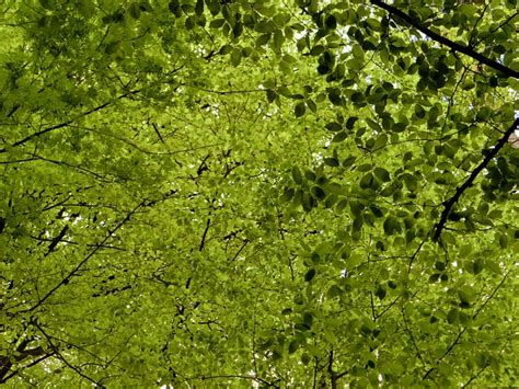 Free Photos Canopy Deciduous Trees Leaves Nature Green Lbokel
