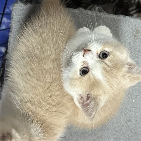 Purebred British Shorthair Kitten