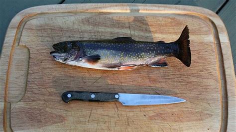 Comment vider une truite et préparer un poisson Régime Conseil