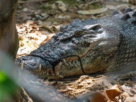 Saltwater Crocodile Crocodylus Porosus This Beast Was At Flickr
