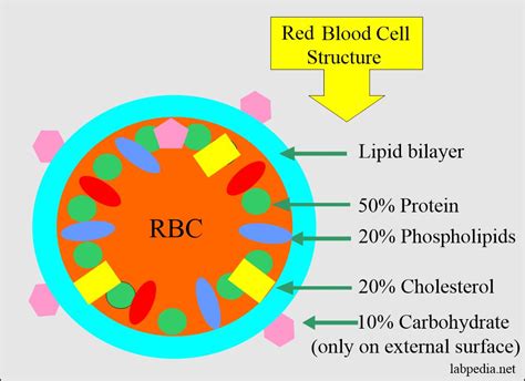 Red Blood Cell Rbc Part 4 Erythropoiesis Red Blood Cell Count