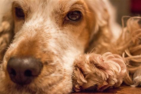 I was eating some cinnamon raisin toast when i ate a funny tasting raisin. How Mold Growth Affects Your Pet's Health
