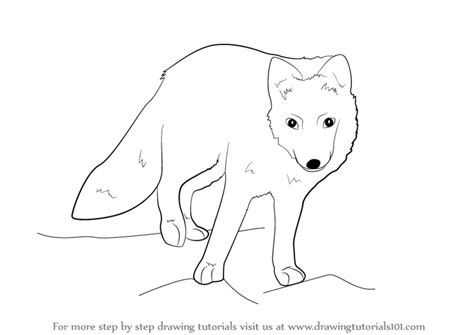 Maybe you would like to learn more about one of these? Learn How to Draw a Arctic Fox (Antarctic Animals) Step by Step : Drawing Tutorials