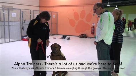 Alpha Dog Training Huge Indoor Training Facility Youtube