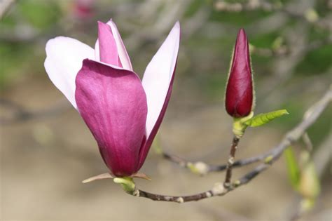 You Need To Be Aware Of The Diseases That Affect Magnolia Trees