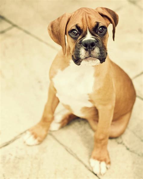 Clyde Fawn Boxer Puppy Photograph By Jody Trappe Photography