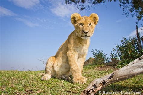 Lion Cub Sitting Burrard Lucas Photography