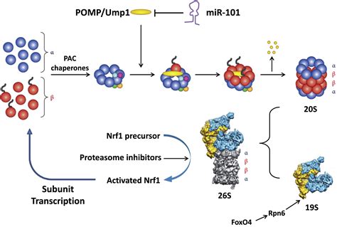 The proteins build up and kill the myeloma cells. Blocking Cancer Growth with Less POMP or Proteasomes ...