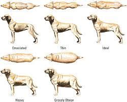 How fast do puppies grow? DOG CHART - Google 搜尋 | Dog weight, Overweight dog, Dog ...