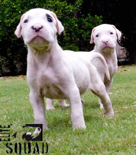 Check spelling or type a new query. DOGO ARGENTINO PUPPIES FOR SALE TORONTO - Wroc?awski Informator Internetowy - Wroc?aw, Wroclaw ...