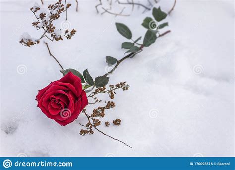 A Red Rose Lies On White Snow Among Dry Branches In The Winter During A