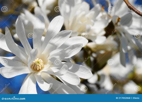 Showy And Beautiful Magnolia Stellata Blossom With White Flowers