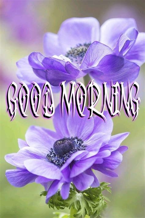 These beautiful collection of latest good morning love images with flowers in high resolution. Pin by Lalit RANA on Morning wishes in 2020 (With images ...