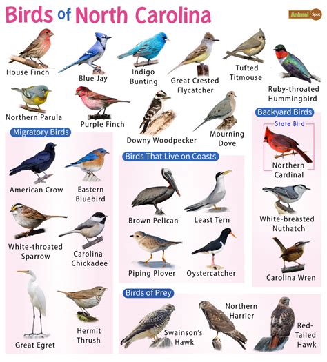 Common Water Birds In North Carolina Nature Blog Network