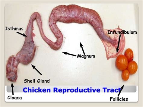 Reproductive System Of Hen Ppt