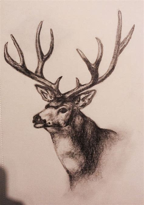 Pin By Brooklyn Barker On Art Deer Drawing Elk Pictures Drawings