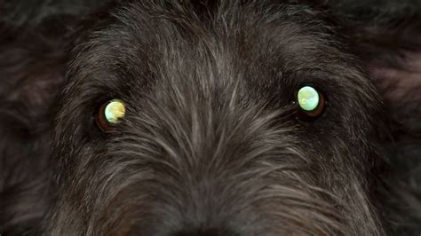 Fargekart for refleksjon av hundens øyne og hvorfor hundenes øyne lyser