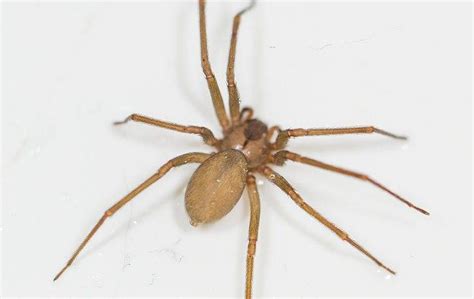 Blog What To Do About Brown Recluse Spiders In Oklahoma City