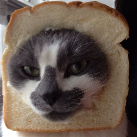 Cat Bread Animal Pictures Cute Pictures Cat Bread Funny Animals