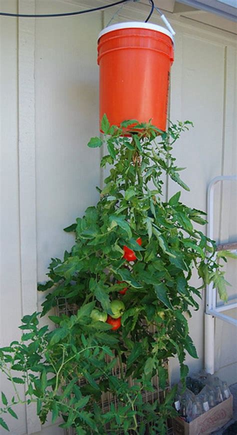 40 Pretty And Simple Vertical Garden That Must You See Growing Tomato