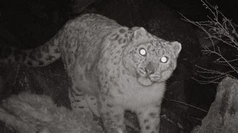 Rare Snow Leopards Caught On Camera In Indian Conflict Zone Snow