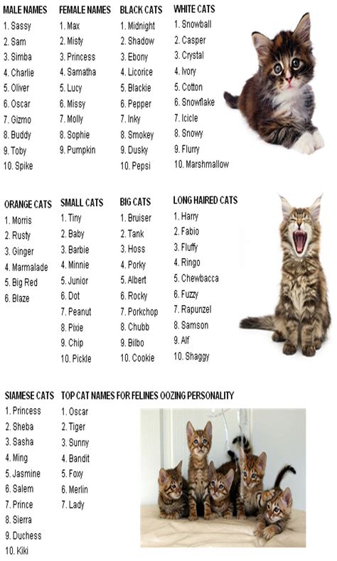50 Unique Cat Names Cat Guides Cute Cat Names Kitten Names Girl Cat Names
