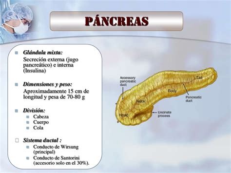 Pancreas Iocir