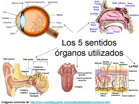 Nutrimarketing by Santana: Marketing sensorial: Los ...