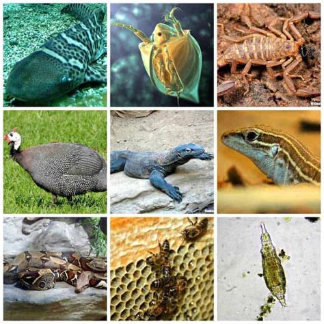 Top 129 Reproduction In Animals