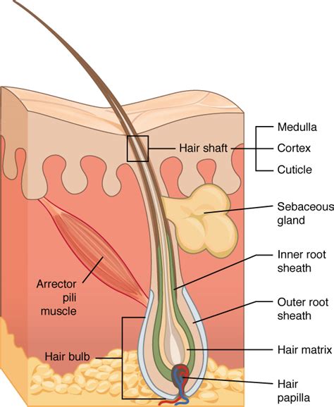 Unique pictures of human skin. Accessory Structures of the Skin | Biology I