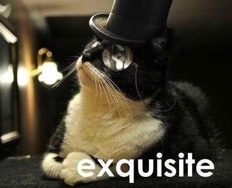 Classy Kitty Fancy Cats Funny Cat Pictures Cats