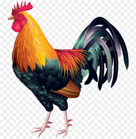 13 Rooster Vector Free Download Png Image With Transparent Background