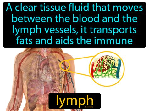 Lymph Definition And Image Gamesmartz