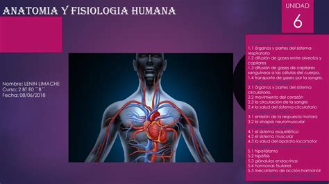Anatomia Y Fisiologia Humana By Lenin Limache Issuu