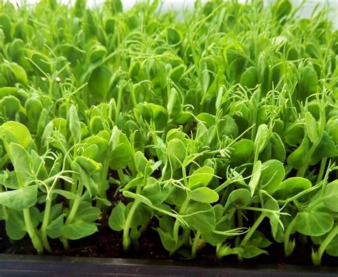 Pea Shoots Grow Your Own Moorlands Eater Everything Else