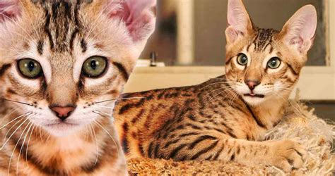 Savannah Cat Breed All You Need To Know About Savannah Cats