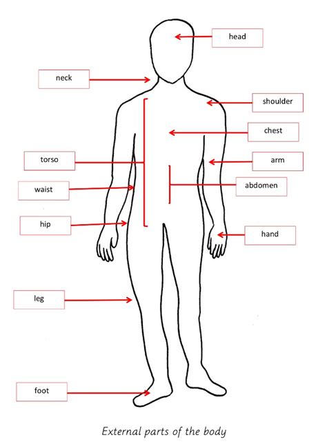 Welcome to innerbody.com, a free educational resource for learning about human anatomy and physiology. Elementary Observations: External Parts of the Body