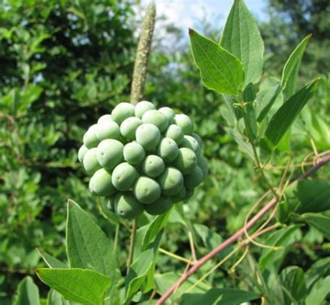 Maybe you would like to learn more about one of these? Carrion Flower (Smilax herbacea) in Ontario