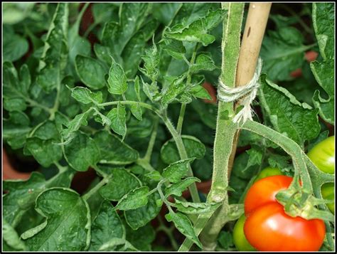 Remove affected tomato leaves and discard; Mark's Veg Plot: Tomato damage update