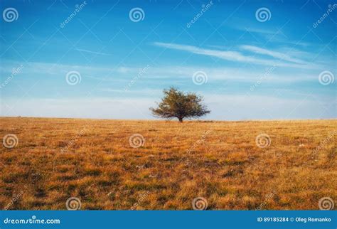 Lonely Tree On Yellow Meadow An Mountain Landscape With Clouds Stock