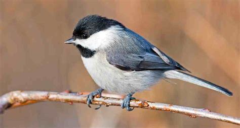 Birds Of South Carolina What Species Are Present In Summer Vs Winter