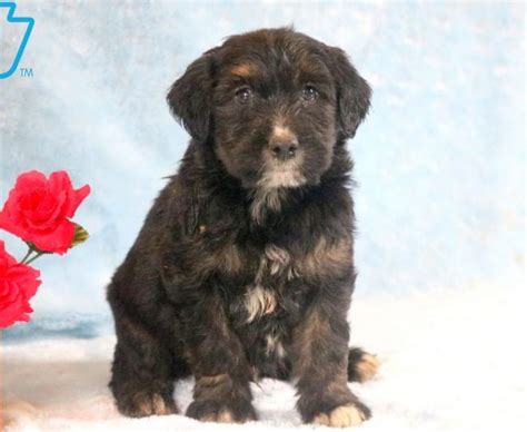 Join millions of people using oodle to find puppies page 2: Aussiedoodle Puppies For Sale | Puppy Adoption | Keystone ...