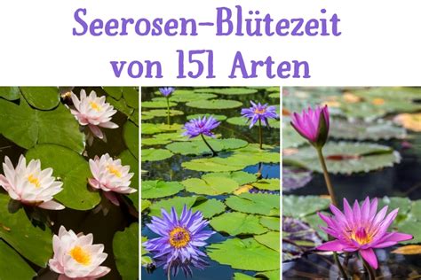 Die blüten erscheinen von frühjahr bis herbst, blühen in allen farben außer blau und purpur. Wann blühen Seerosen? | Blütezeit von 151 Arten ...