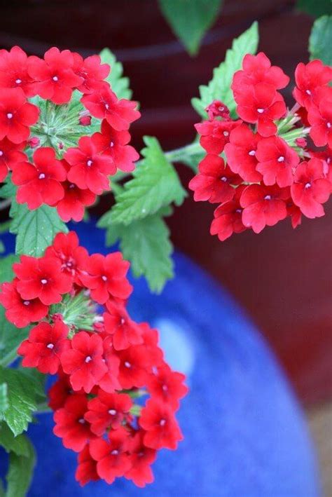 Phlox is perfect for saying. Dimensions Of Grief & Healing | Container gardening ...