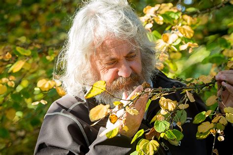 scent of candy floss tree overwhelms botanic garden deadline news