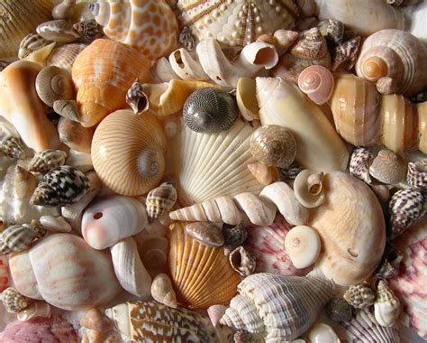 Hawaii Underwater Photography Site Seashells By Millhill